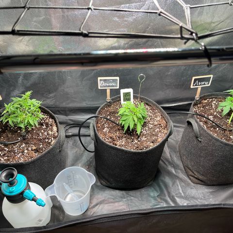 Marie growlog photo: Projekt nimmt Gestalt an 👌