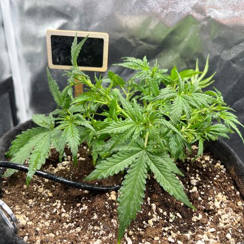 Marie growlog timeline photo