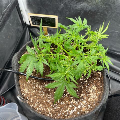 Marie growlog timeline photo