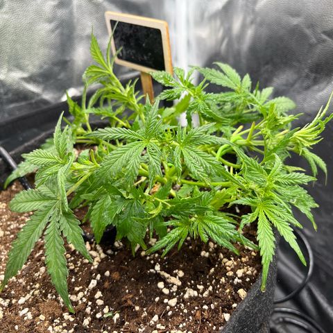 Marie growlog timeline photo