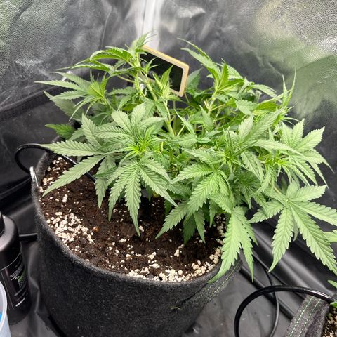 Marie growlog timeline photo
