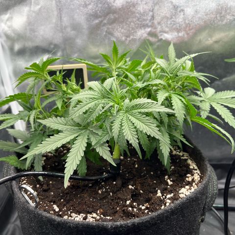 Marie growlog timeline photo