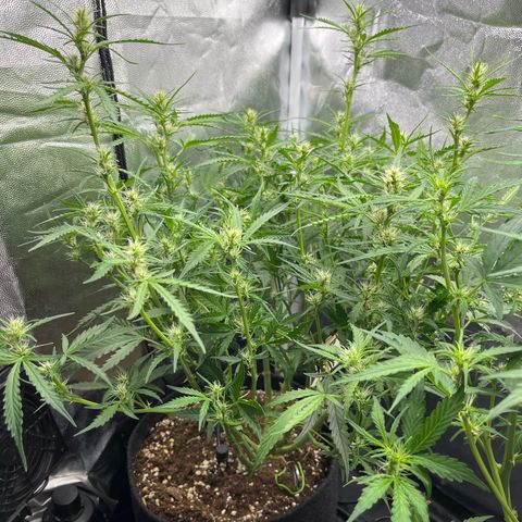 Marie growlog timeline photo