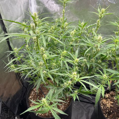 Marie growlog timeline photo