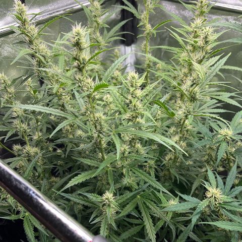 Marie growlog timeline photo
