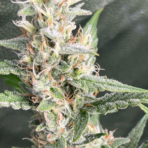 Marie growlog photo: Der Herbst zieht immer weiter ins Zelt ein 😎😎😎🌱