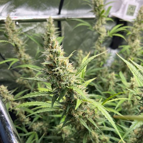 Marie growlog photo: Der Herbst zieht immer weiter ins Zelt ein 😎😎😎🌱