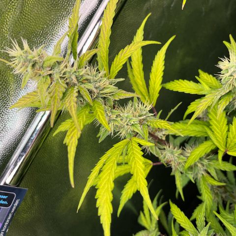 Marie growlog photo: Der Herbst zieht immer weiter ins Zelt ein 😎😎😎🌱