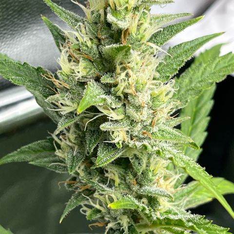 Marie growlog photo: Der Herbst zieht immer weiter ins Zelt ein 😎😎😎🌱