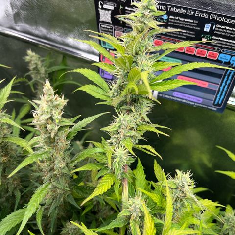 Marie growlog photo: Der Herbst zieht immer weiter ins Zelt ein 😎😎😎🌱