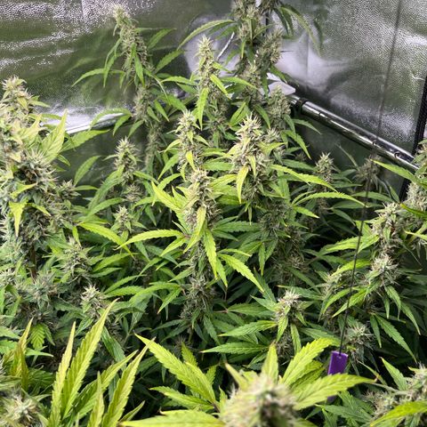 Marie growlog photo: Der Herbst zieht immer weiter ins Zelt ein 😎😎😎🌱