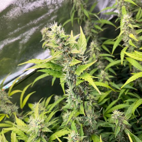 Marie growlog photo: Der Herbst zieht immer weiter ins Zelt ein 😎😎😎🌱