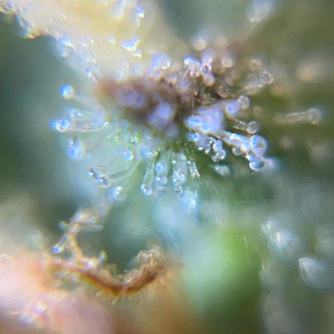 Marie growlog photo: Tägliche Kontrolle der Trichome 