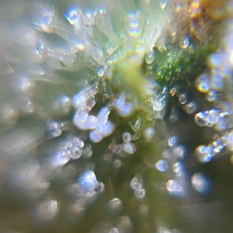 Marie growlog photo: Tägliche Kontrolle der Trichome 