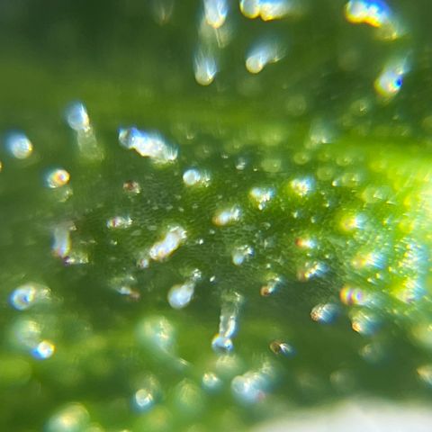 Marie growlog photo: Tägliche Kontrolle der Trichome 
