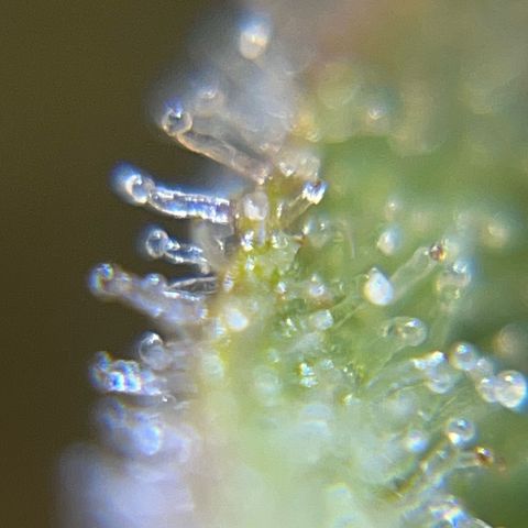 Marie growlog photo: Tägliche Kontrolle der Trichome 