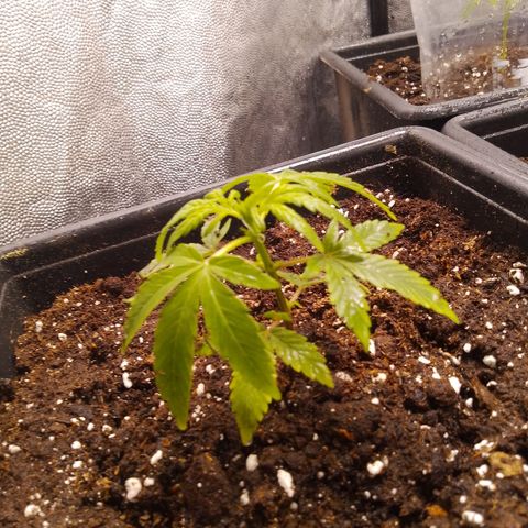 Genética desconocida growlog timeline photo