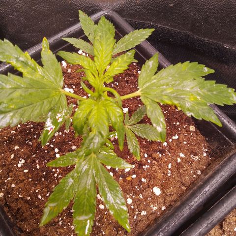 Genética desconocida growlog photo: Las hojas de arriba tiene una leve despigmentación 