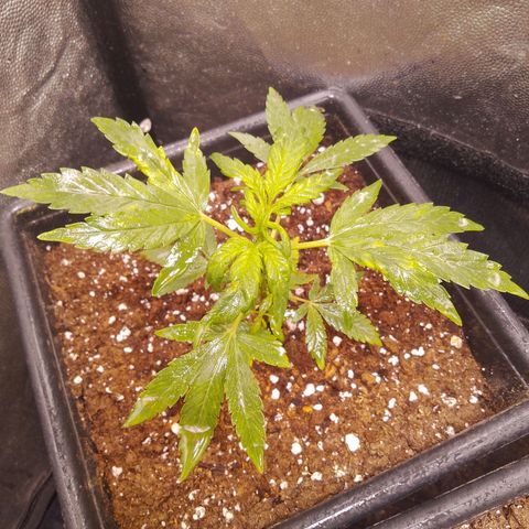 Genética desconocida growlog photo: Las hojas de arriba tiene una leve despigmentación 