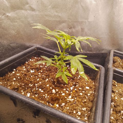 Genética desconocida growlog photo: Las hojas de arriba tiene una leve despigmentación 