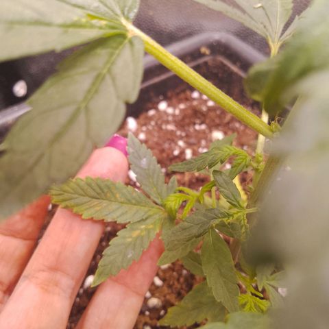 Genética desconocida growlog timeline photo