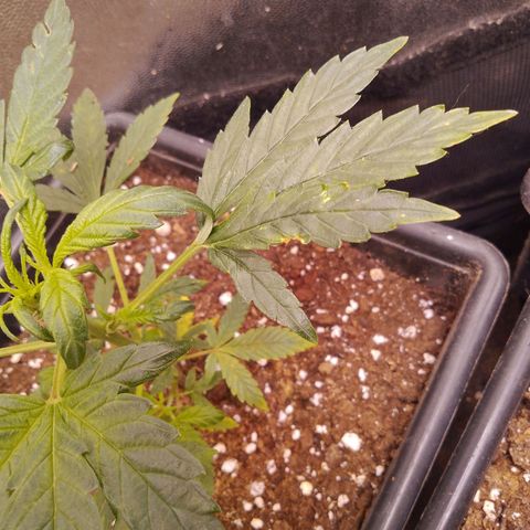 Genética desconocida growlog timeline photo