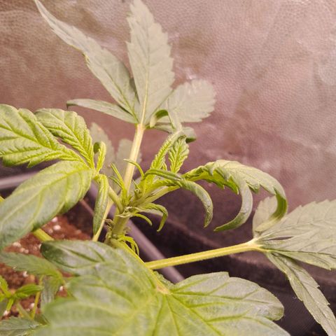 Genética desconocida growlog timeline photo