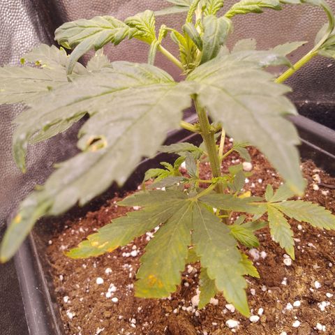 Genética desconocida growlog timeline photo