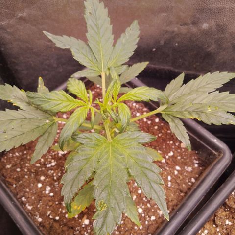 Genética desconocida growlog timeline photo