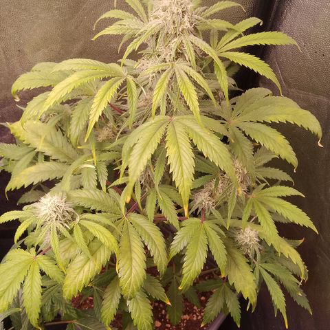 Genética desconocida growlog timeline photo
