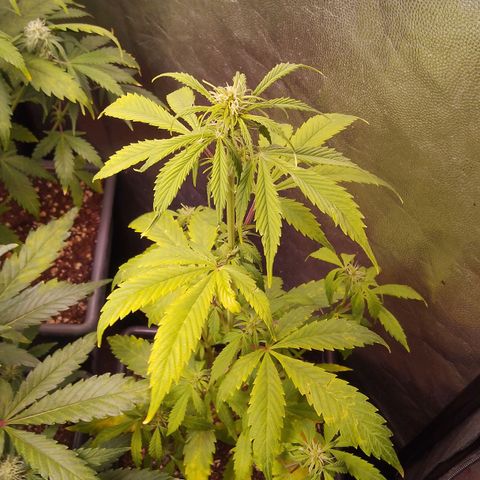 Genética desconocida growlog timeline photo