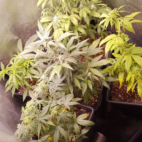 Genética desconocida growlog timeline photo