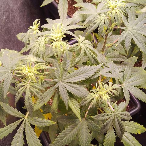 Genética desconocida growlog timeline photo