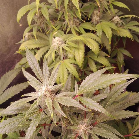 Genética desconocida growlog timeline photo