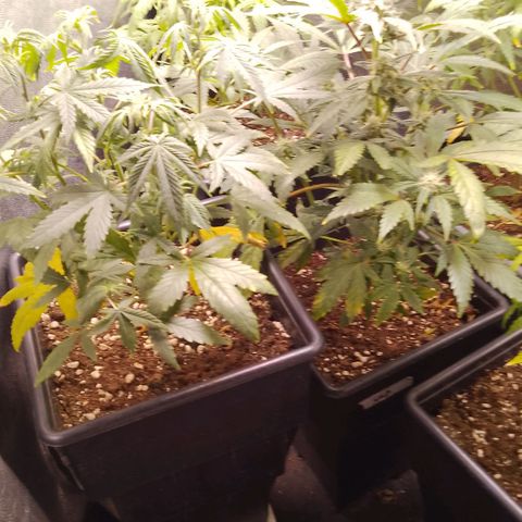 Genética desconocida growlog timeline photo