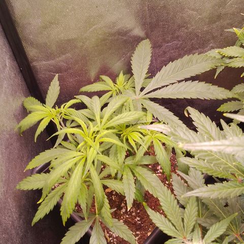 Genética desconocida growlog timeline photo