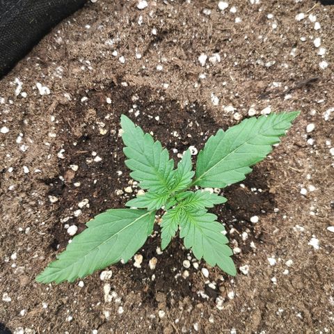 1 growlog timeline photo