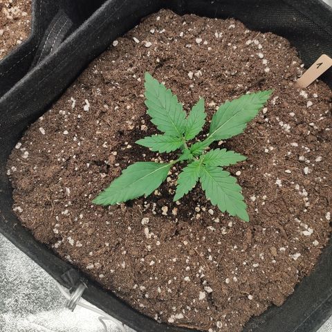 1 growlog timeline photo
