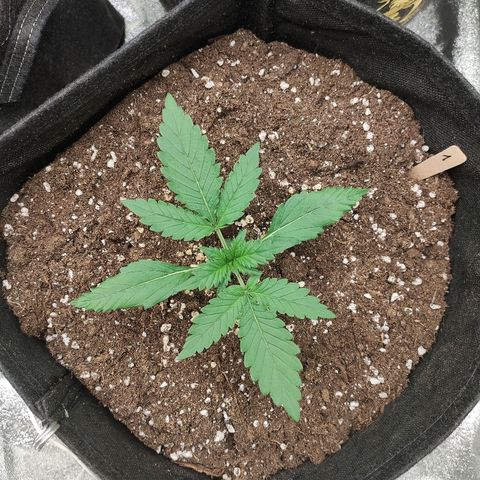 1 growlog timeline photo