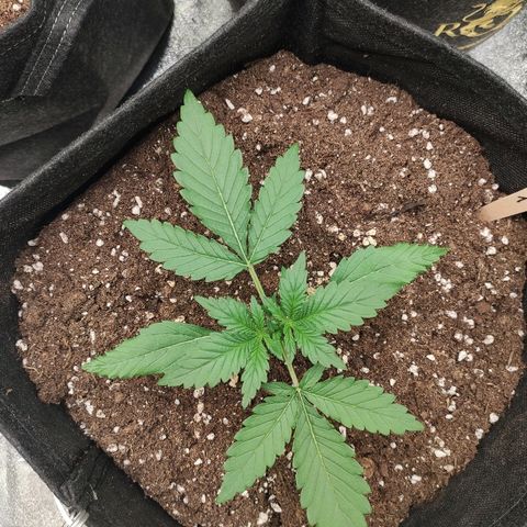 1 growlog timeline photo