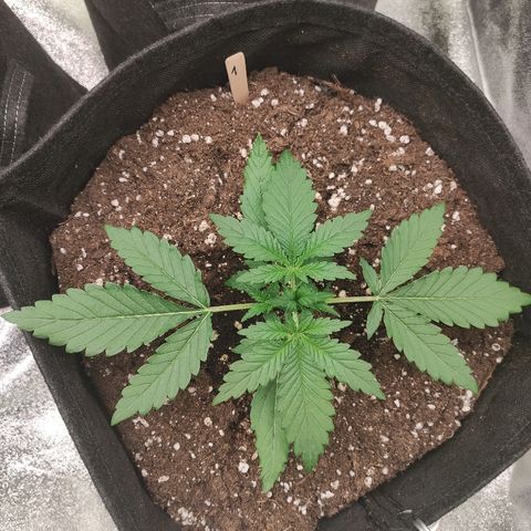 1 growlog timeline photo