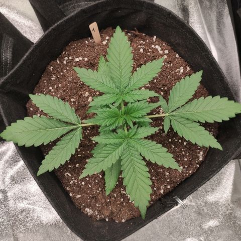 1 growlog timeline photo