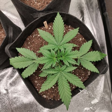 1 growlog timeline photo
