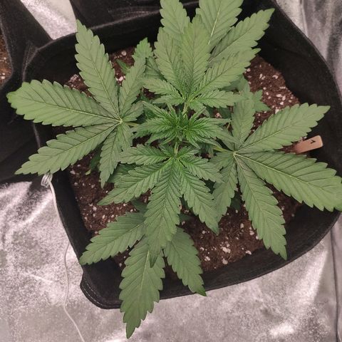1 growlog timeline photo