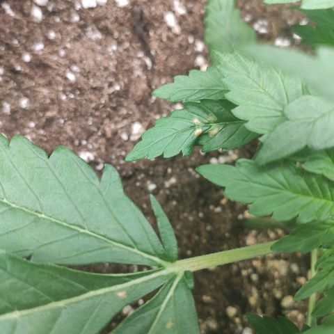 1 growlog photo: Petites tâches marron, confirmation pas de problème majeur 