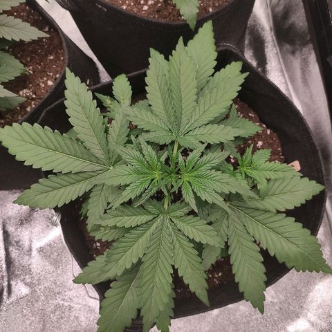 1 growlog timeline photo