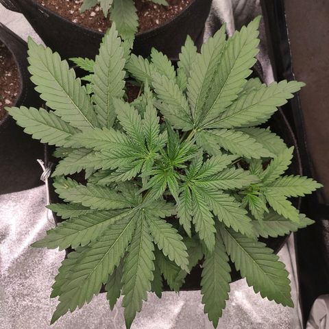 1 growlog timeline photo