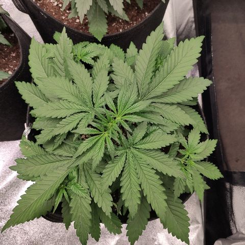 1 growlog timeline photo