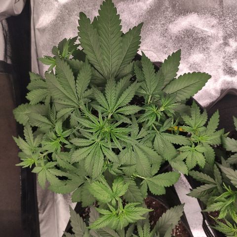 1 growlog timeline photo