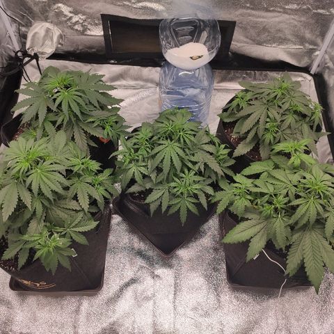 1 growlog timeline photo